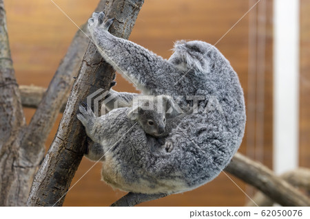 Koala's baby 62050076
