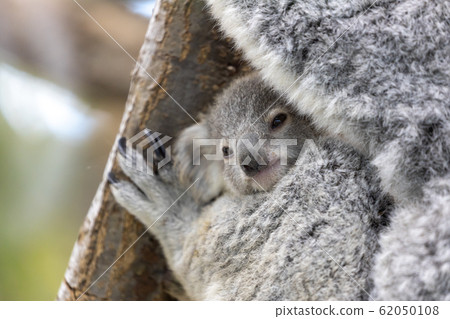 Koala's baby 62050108