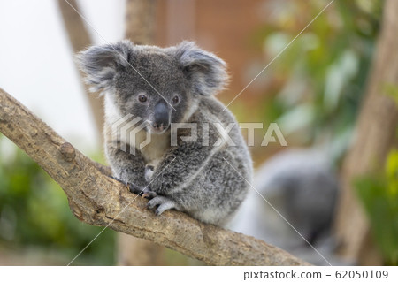 Koala's baby Koala's baby 62050109