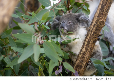 Koala's baby 62050137