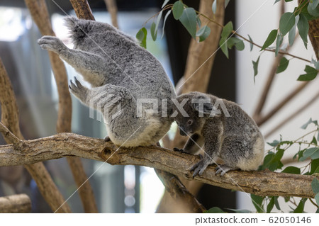 Koala's baby 62050146