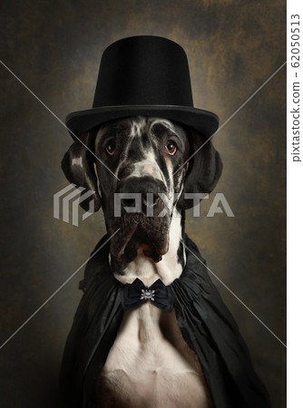 Portrait of a great Dane in a black Cape and 62050513