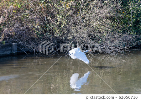 白鷺在湖中飛翔[福岡縣] 62050710