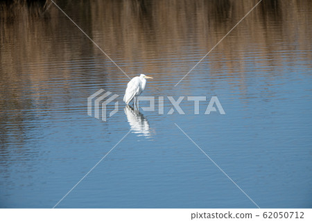 白鷺在湖中飛翔[福岡縣] 62050712