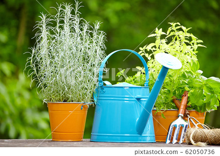 concept of gardening and hobby concept of gardening and hobby 62050736