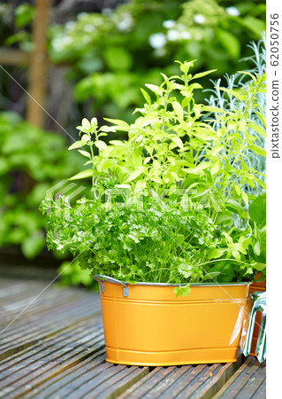 concept of gardening and hobby concept of gardening and hobby 62050756