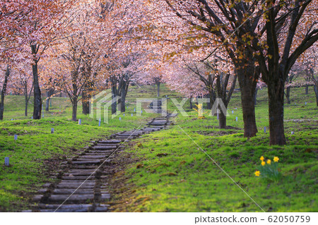 櫻花長廊 62050759