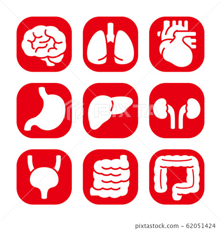 Internal organs icons - Stock Illustration [62051424] - PIXTA