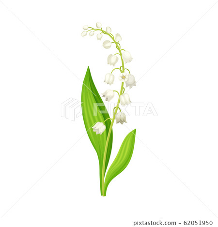 Lily of the Valley with Oblong Leaves and Flowers Vector Illustration 62051950