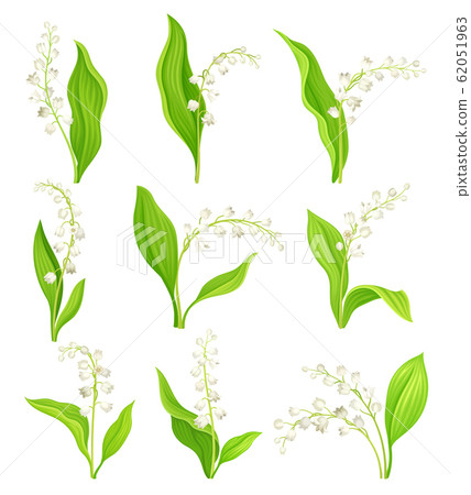 Lily of the Valley with Oblong Leaves and Flowers Vector Set 62051963