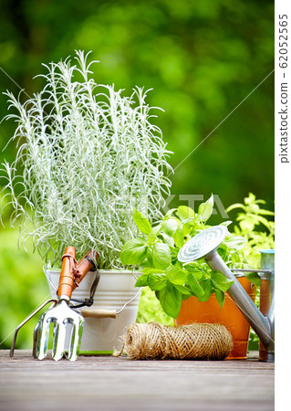 concept of gardening and hobby concept of gardening and hobby 62052565