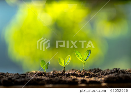 Growing trees arranged on the ground nature Growing trees arranged on the ground nature 62052936