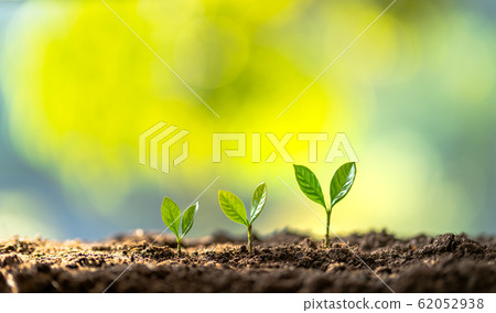 Growing trees arranged on the ground nature Growing trees arranged on the ground nature 62052938