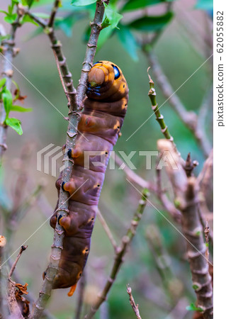 larva is creeping on tree larva is creeping on tree 62055882
