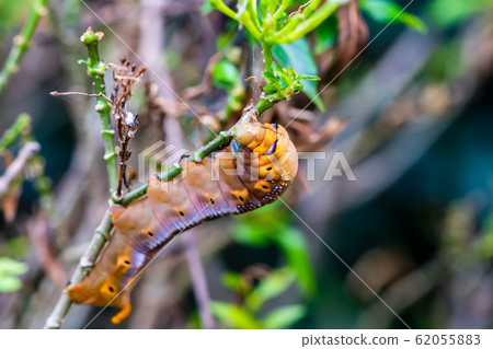 larva is creeping on tree larva is creeping on tree 62055883
