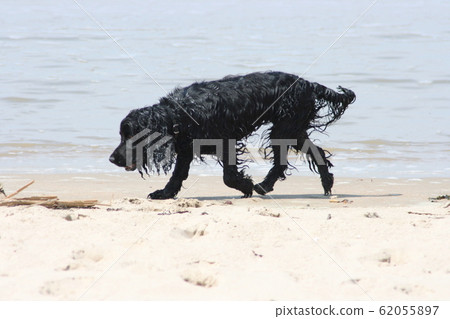 Beach finder 62055897