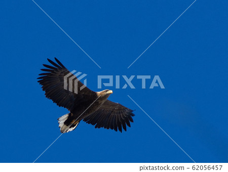 White-tailed eagle White-tailed eagle 62056457