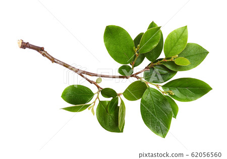 Fresh twig with green leaves 62056560