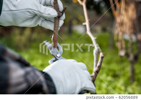 Farmer pruning the vine in winter. Agriculture. Farmer pruning the vine in winter. Agriculture. 62056889