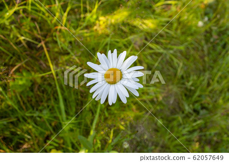 Camomile on a meadow among the grass in summer Camomile on a meadow among the grass in summer 62057649