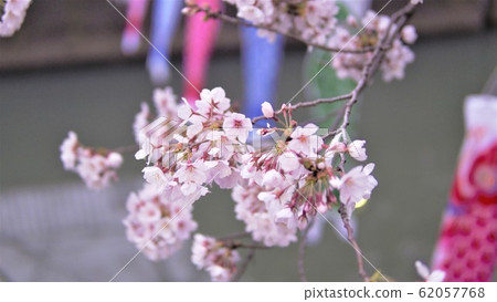 館林櫻花節 館林櫻花節 62057768