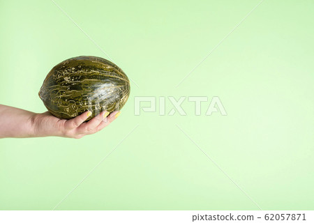 Spanish melon held in hand. Hand holding frog skin 62057871