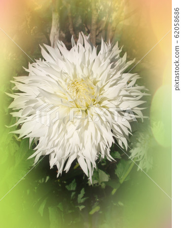 Dahlia cactus flower in the garden close up. Dahlia cactus flower in the garden close up. 62058686