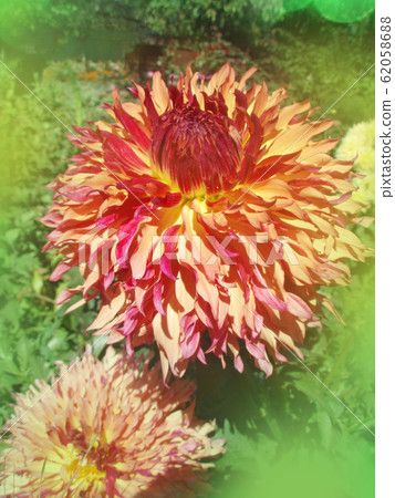 Close-up of pink yellow white semi cactus dahlia Close-up of pink yellow white semi cactus dahlia 62058688
