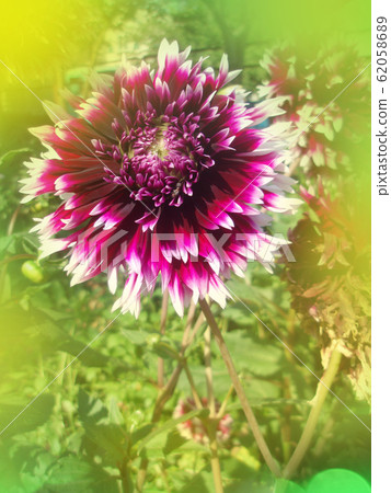 Close up purple dahlia flower. Beautiful red Close up purple dahlia flower. Beautiful red 62058689