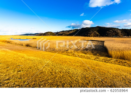 Reed mowing of golden reed field of Kitakami River 62058964