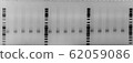 Mouse genotyping_ (PCR and electrophoresis) 62059086