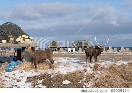 Ezo deer Ezo deer 62059134