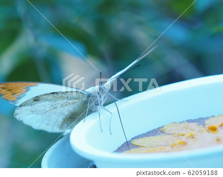 Butterfly Butterfly 62059188