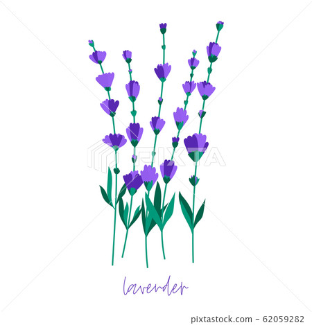 Bunch of lavender flowers on a white background. Romantic wedding invitations. Bunch of lavender flowers on a white background. Romantic wedding invitations. 62059282