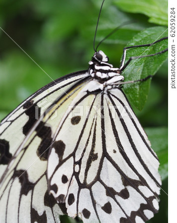 Butterfly Butterfly 62059284