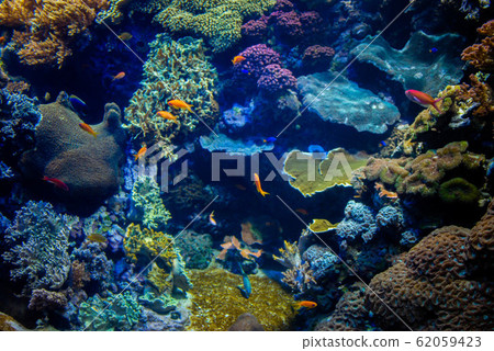 Beautiful algae and corals with bright colorful fish in the aquarium Beautiful algae and corals with bright colorful fish in the aquarium 62059423