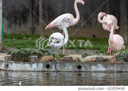 An unusual (?) Black and white flamingo (probably a growing child) An unusual (?) Black and white flamingo (probably a growing child) 62059490