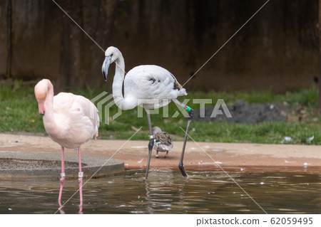 An unusual (?) Black and white flamingo (probably a growing child) An unusual (?) Black and white flamingo (probably a growing child) 62059495