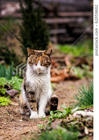Beautiful Cat Portrait In Nature Cat Sitting In Stock Photo 62059602 Pixta