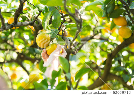 Hands to pick oranges 62059713