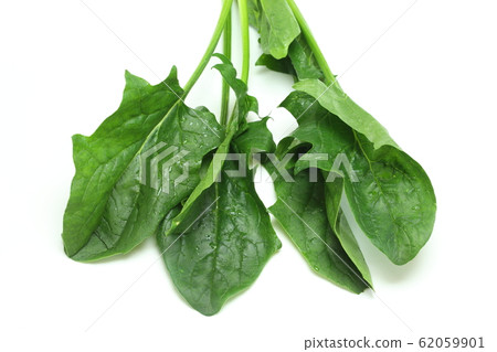 菠菜 菠菜 62059901
