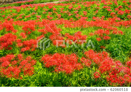 Cluster amaryllis, minosawa cluster amaryllis park, tochigi prefecture, 62060518