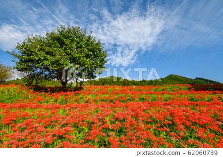 Cluster amaryllis, minosawa cluster amaryllis park, tochigi prefecture, 62060739