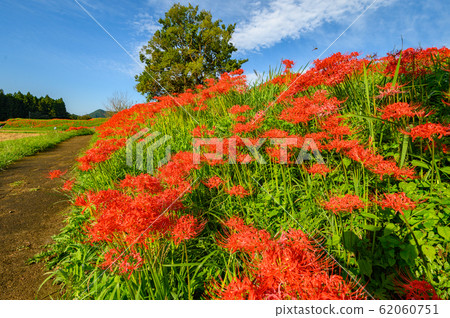 Cluster amaryllis, minosawa cluster amaryllis park, tochigi prefecture, Cluster amaryllis, minosawa cluster amaryllis park, tochigi prefecture, 62060751