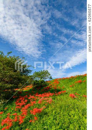 Cluster amaryllis, minosawa cluster amaryllis park, tochigi prefecture, 62060877