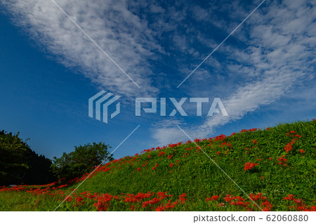 to木縣美澤群集孤挺花公園 62060880