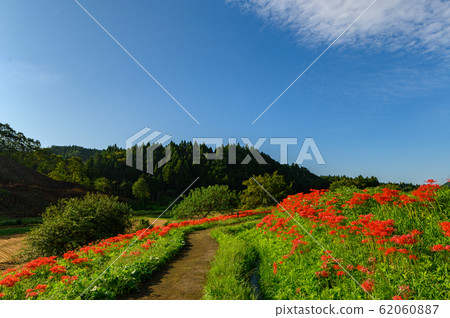 Cluster amaryllis, minosawa cluster amaryllis park, tochigi prefecture, 62060887