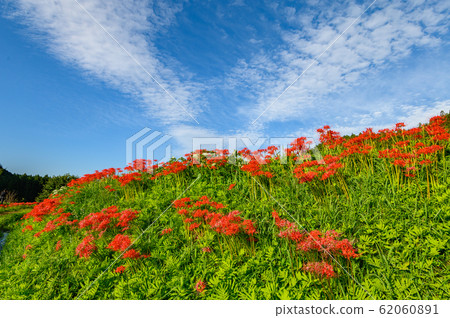 Cluster amaryllis, minosawa cluster amaryllis park, tochigi prefecture, 62060891
