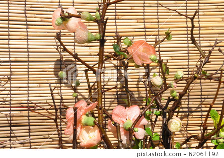 Flower of crumpled 62061192