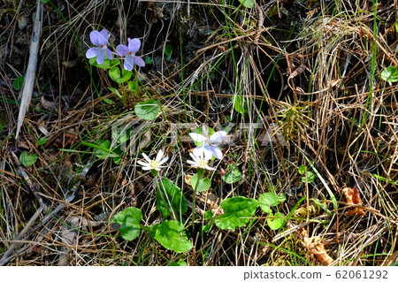 春山野草 春山野草 62061292